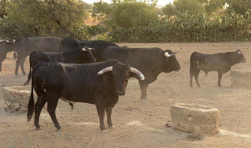 GRA170. GERENA (SEVILLA), 02/09/2016.- Un grupo de toros bravos ante un abrevadero en la ganadería de Albaserrada, en Gerena (Sevilla), durante una visita de turistas dentro del programa 'Territorio Toro', que intenta que el toro bravo desde los propios campos donde se cría sea un recurso turístico más en la provincia Sevilla, cuna de las ganaderías taurinas. EFE/Fermín Cabanillas