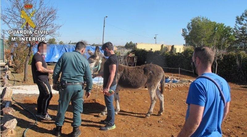  Burro encontrado en una finca abandonada de Toledo. 