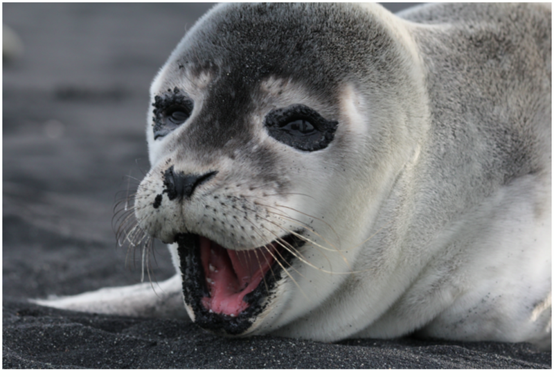  La foca Pabbar 