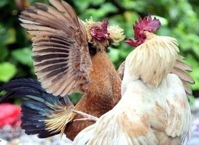  Pelea de gallos. // Twitter 