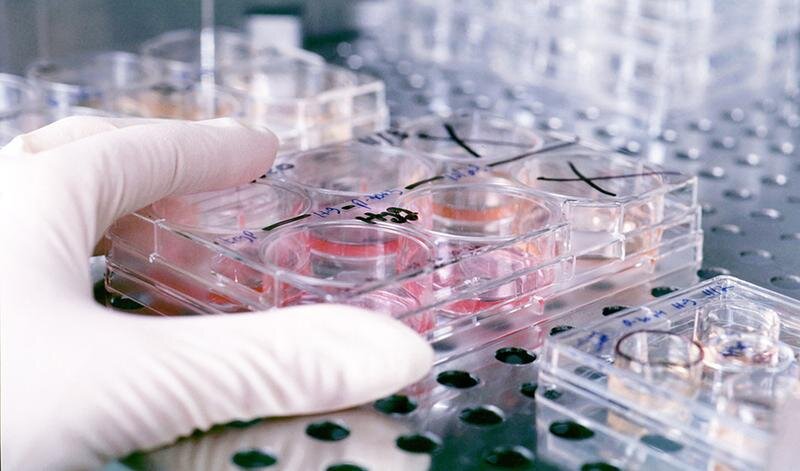 Culture trays containing human embryonic stems cells being stored in heat-controlled storage and studied by developmental biologist James Thomson's research lab.
© UW-Madison News & Public Affairs  608/262-0067
Photo by:  Jeff Miller
Date: 11/98     File#: color slide