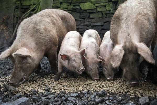  depositphotos_54543593-stock-photo-a-family-of-pigs-eating 