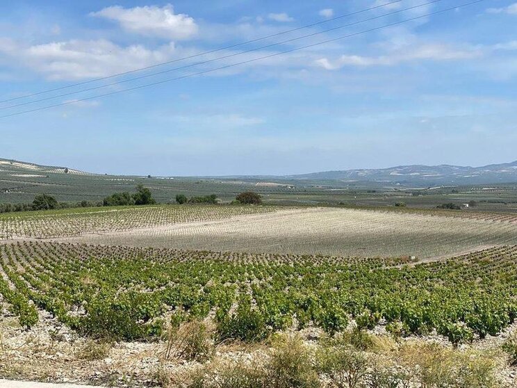  Agricultura ayudas viñedo 