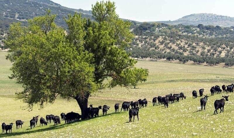  Ganadería andaluza. Junta de Andalucía 