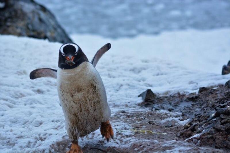  Pingüino Papúa. Twitter 