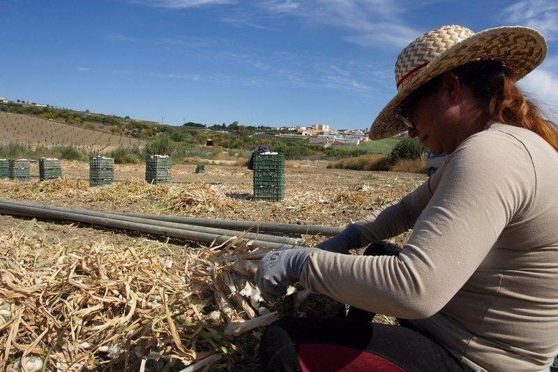  Una jornalera trabaja en la recogida del ajo en la provincia de Córdoba, en una imagen de archivo. - DIPUTACIÓN DE CÓRDOBA - 