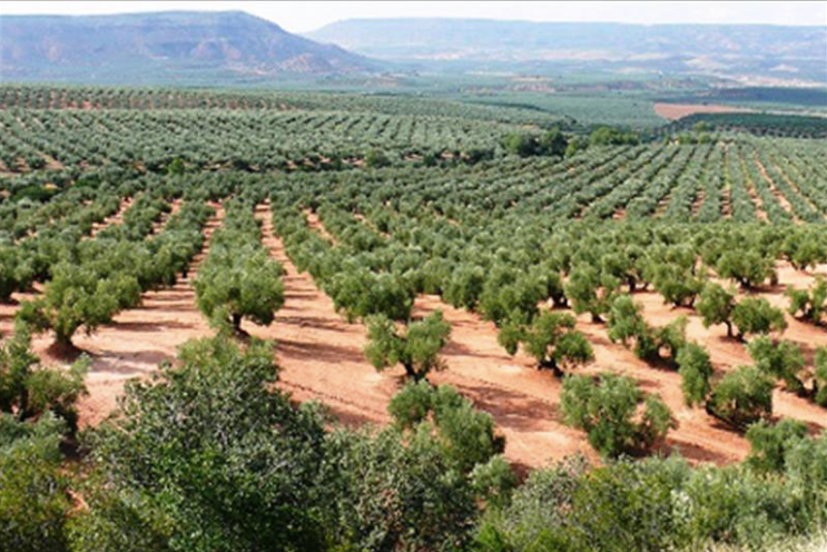  Paisaje Olivar 