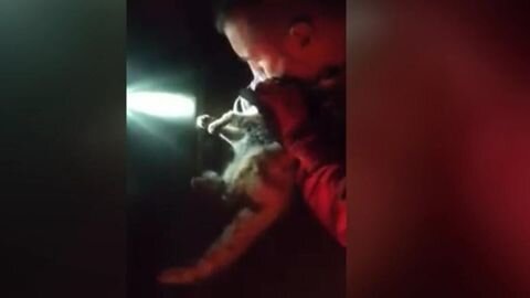 <p> Un miembro de la UME reanima a un gato asfixiado por la ceniza del volcán en La Palma. </p>