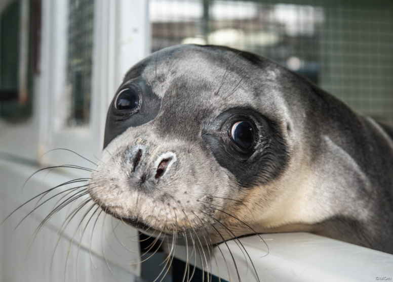 <p> Evi, la foca monje. - Monachus monachus. </p>