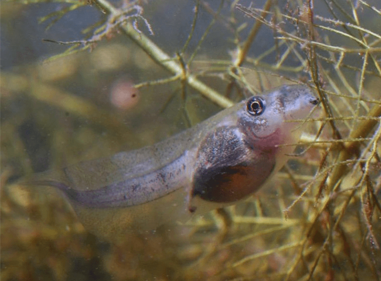 <p> Larva de sapo espuelas (Pelobates cultripes). Foto: Iván Gómez Mestre. - CSIC </p>