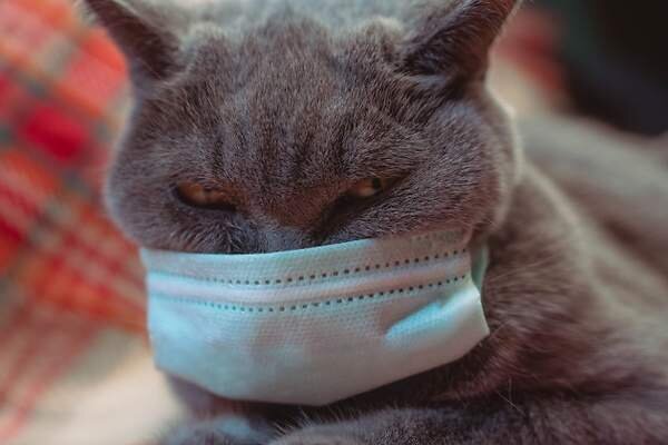 <p> Gato con mascarilla </p>