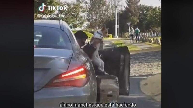 <p> El hombre abandonando a su perro en la carretera. </p>