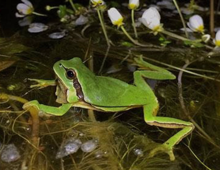 <p> Expertos descubren que el "canto" de los animales ayuda a entender los efectos del cambio climático en su comportamiento - MNCN </p>