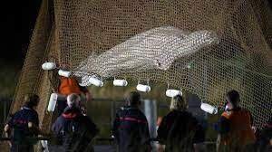 <p> Imagen de la beluga siendo rescatada en el río Sena - RTVE </p>