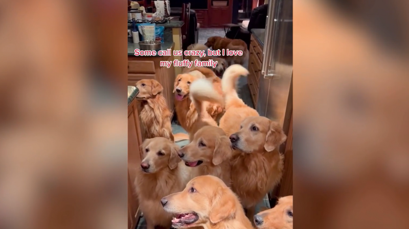  Captura del video donde se ven muchos de los golden retriever 