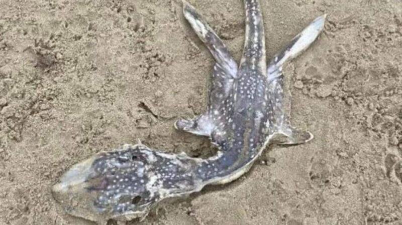  Imagen del 'monstruo' varado en una playa británica 