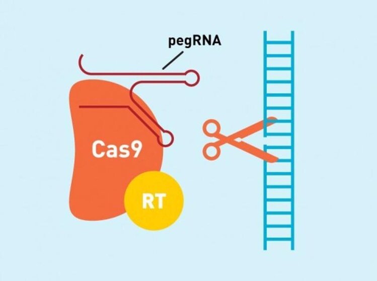  Sistema 'prime editing' de CRISPR para editar el genoma 