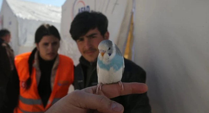  Un periquito evitó que una familia quedara atrapada en el terremoto de Turquía Tahir Turan Eroglu - Agencia Anadolu vía Getty Images 