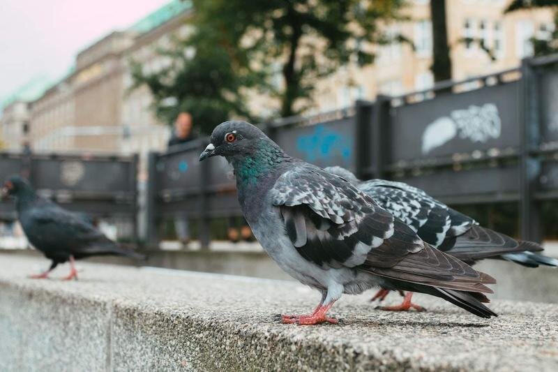  Palomas 