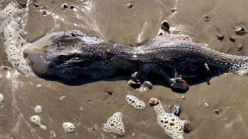  Imagen del animal varado en una playa de Reino Unido 