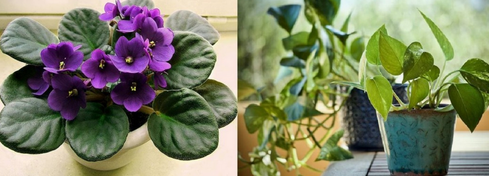  African violet and Devil’s ivy – CC 3.0. SA Wildfeuer 