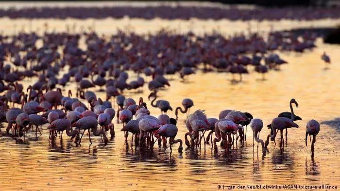  Flamencos de Doñana 