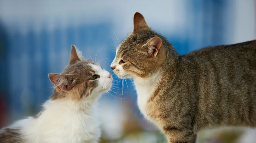  Pareja de gatos 