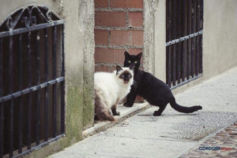  Gatos callejeros 