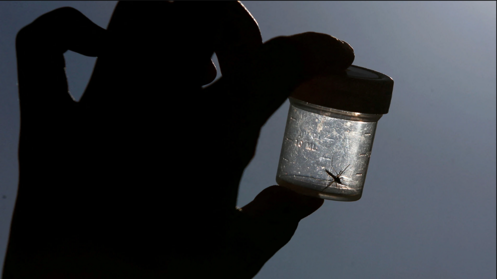  Mosquito en un tarro de muestra 