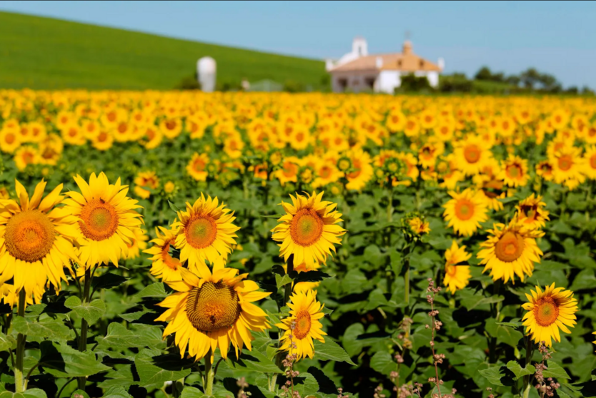  Campo de Girasoles 