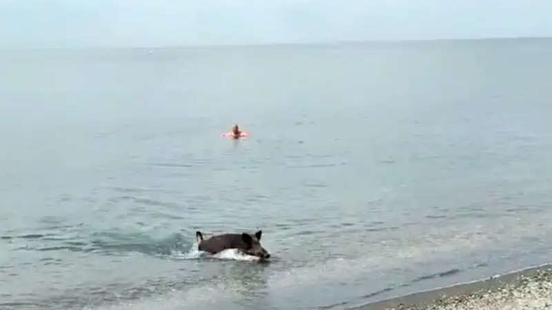  Un jabalí se baña en una playa de Málaga. Fuente: Redes Sociales. 