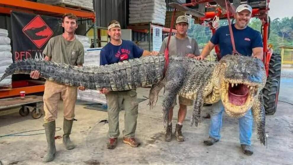  caiman-gigante-del-mississippi.r_d.279-209-18333 