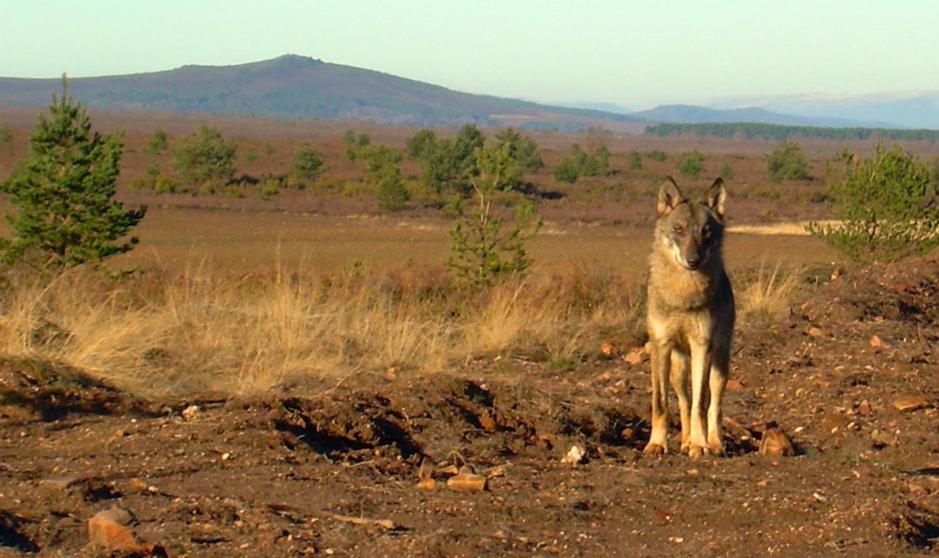  Archivo - Una loba, Canis lupus signatus, fotografiada en la Sierra de la Culebra, lugar donde se ha realizado el estudio/ Isabel Barja - ISABEL BARJA, CSIC - Archivo 