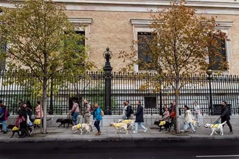  Una marcha de perros guía 