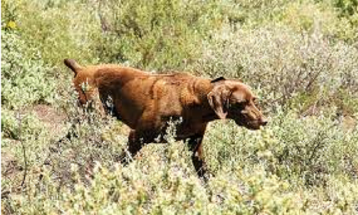  Perro cazador 