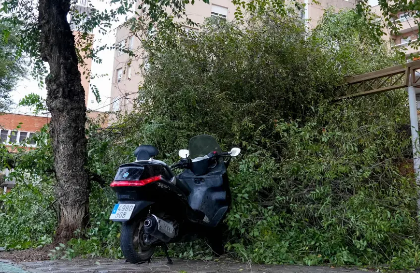  Árbol de grandes dimensiones caído en el barrio de los Remedios, a 19 de octubre de 2023 en Sevilla. La borrasca Aline se ceba con varios árboles se han visto afectados en la capital por los fuertes vientos producidos por la borrasca. 