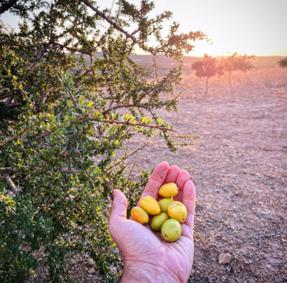  Frutos de argán recolectados por el grupo de trabajo de Cellbitec S.L. En su finca de Córdoba. 