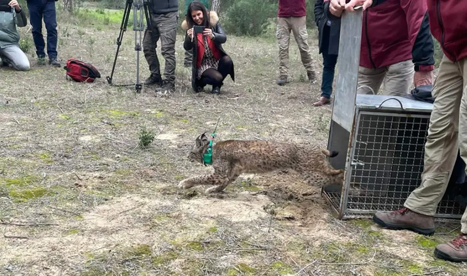  Imagen de la suelta de los dos ejemplares de lince ibérico en el Parque Natural de Doñana. 