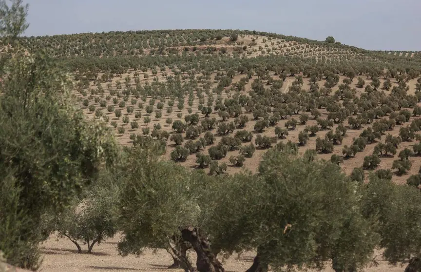  Archivo - Olivar en Jaén 