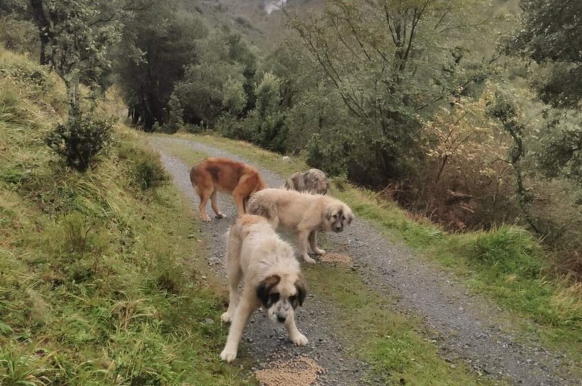  Perros del ganadero cántabro que ha denunciado a una tiktoker de la región por robarle un mastín cuando cuidaba de sus cabras en el monte, en Arredondo - EP-CEDIDAS 