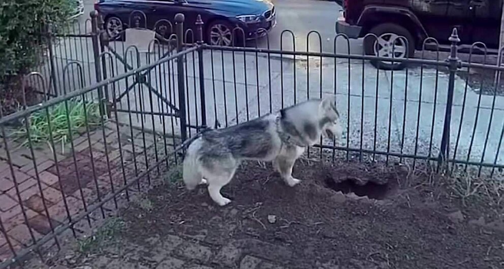  Husky que salvó a sus vecinos de una fuga de gas 