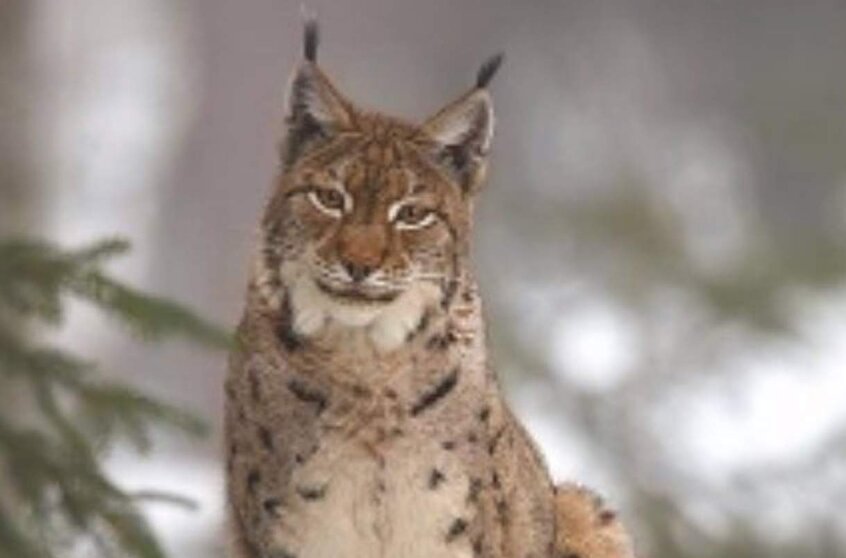  Un estudio del CSIC revela que el lince ibérico se habría mezclado con el lince euroasiático. - CSIC 