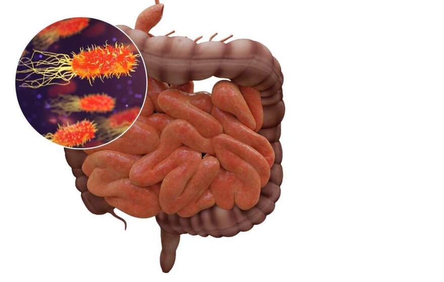  Archivo - El microbioma intestinal puede influir en el riesgo de sufrir infecciones y en la respuesta defensiva frente a las mismas. - IATA-CSIC - Archivo 