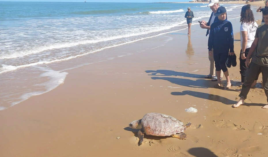  Las tortugas de vuelta al mar | Junta de Andalucía 