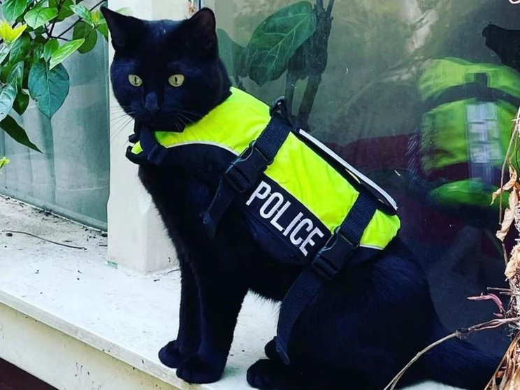  Nimis, el gato policía de Ámsterdam 