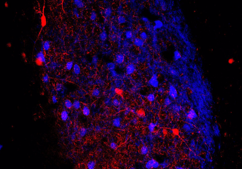  Imagen de la amígdala basolateral de un ratón Thy1 en que se pueden observar las neuronas excitadoras (de color azul) y las neuronas inhibidoras PV+ (de color rojo). - REMITIDA UNIVERSITAT DE VALÈNCIA 