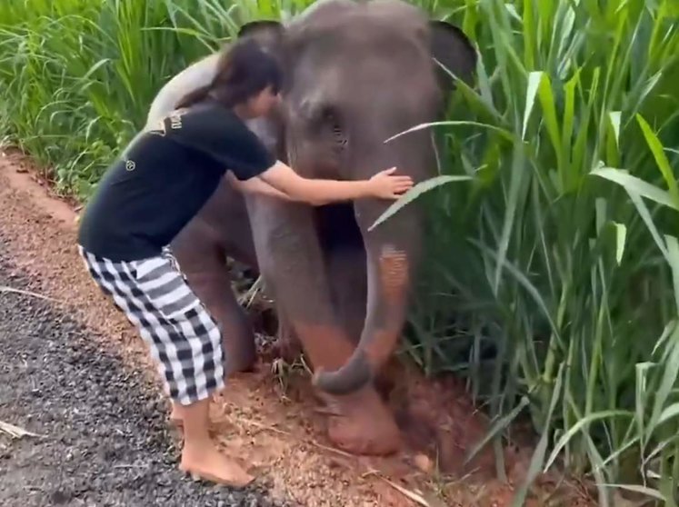  La joven ayudando al elefante 