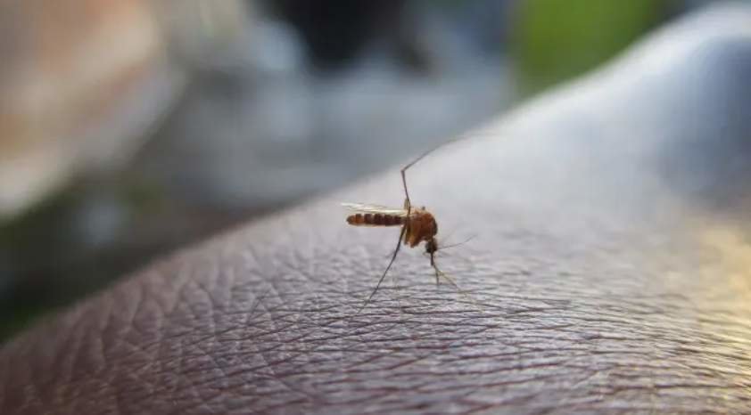  Imagen de un mosquito 