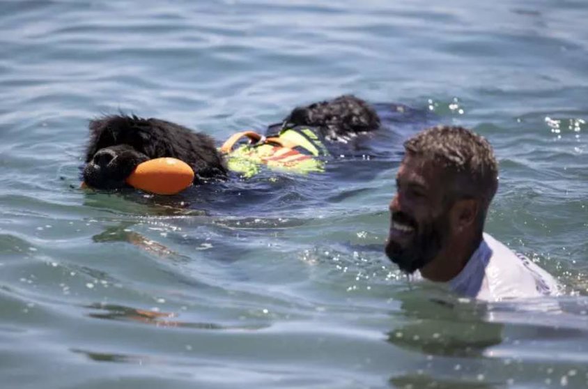  Uno de los perros socorristas de las playas de Vélez-Málaga 