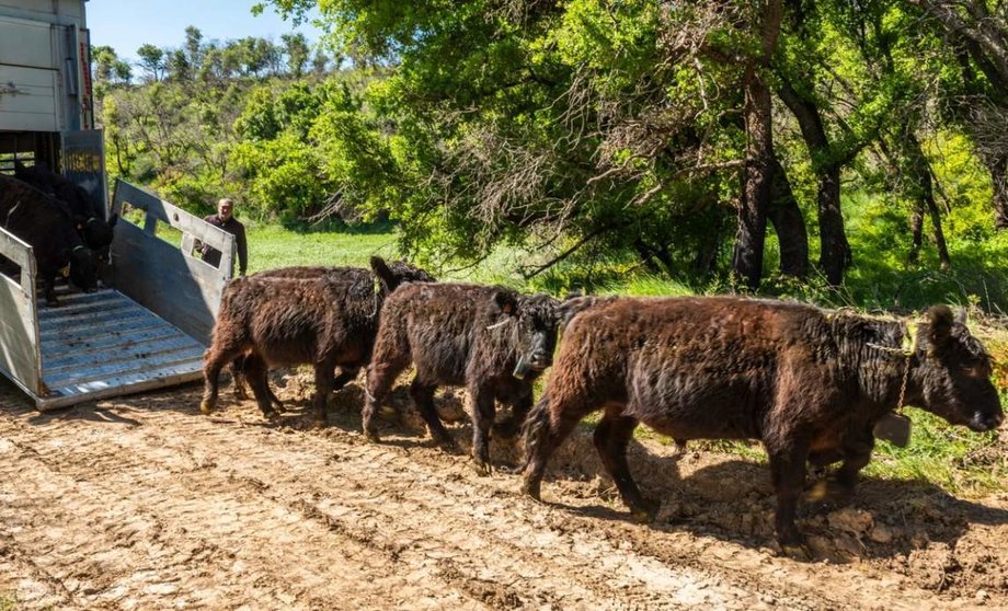  Vacas bomberas en el bosque de Navarra 